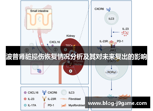 波普肾脏损伤恢复情况分析及其对未来复出的影响